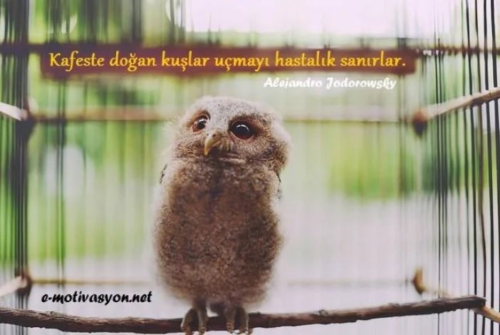 "Kafeste doğan kuşlar, uçmayı hastalık sanırlar." Alejandro Jodorowsky