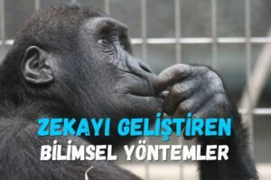 Zekayı Geliştiren Bilimsel Yöntemler... Bu yazıda, zekayı geliştirmek için bilimsel temellere dayanan yöntemleri ayrıntılarıyla ele alıyoruz.