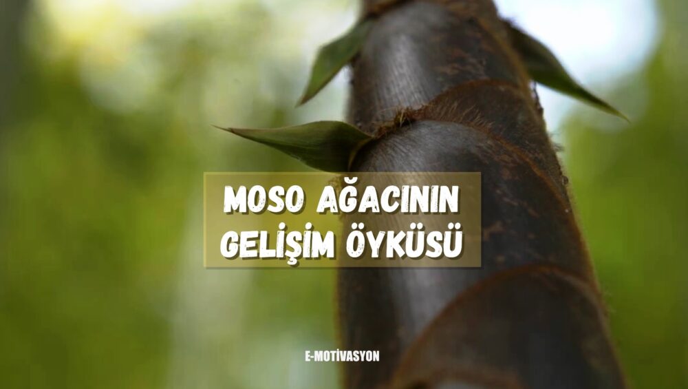 Moso Ağacının Gelişim Öyküsü... Uzak Doğu’da yetişen bir tür bambu ağacı olan Moso'nun ilham veren video hikayesi...