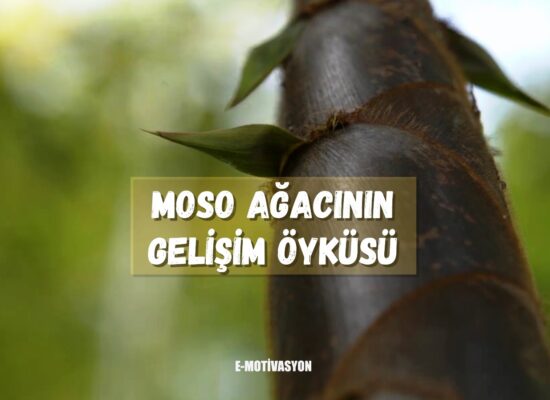 Moso Ağacının Gelişim Öyküsü... Uzak Doğu’da yetişen bir tür bambu ağacı olan Moso'nun ilham veren video hikayesi...