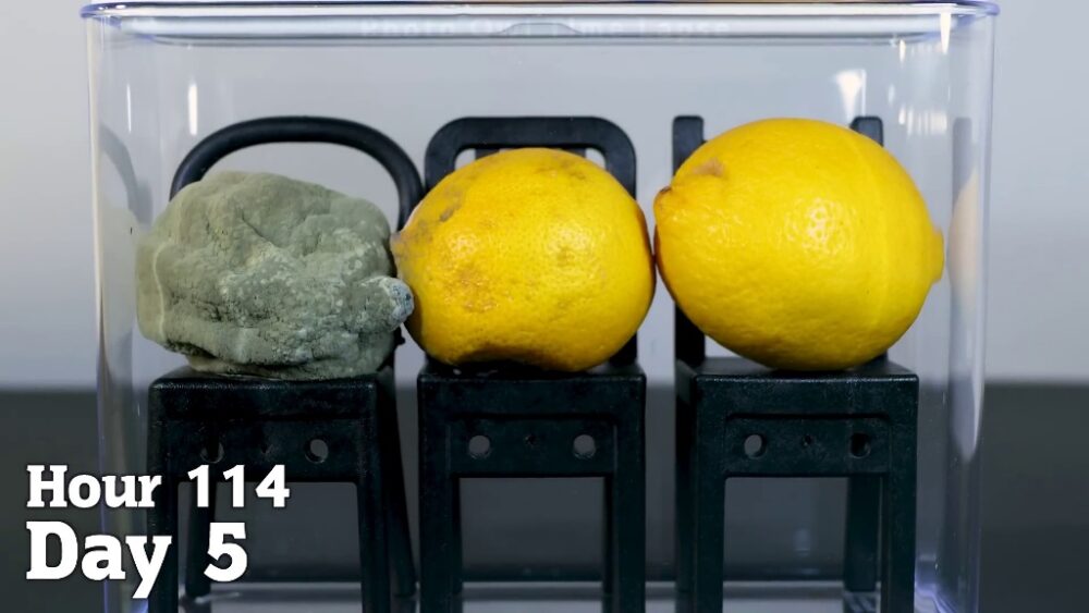 Çevre Etkisi: Çürüme Deneyleri... Bozulmuş bir çilek ya da limon… Yavaş yavaş çevresiyle etkileşime geçtiğinde çürüme yayılır. Bu, sadece biyolojik bir süreç değil; aynı zamanda sosyal yaşamın, ilişkilerin ve insan doğasının da güçlü bir metaforudur.