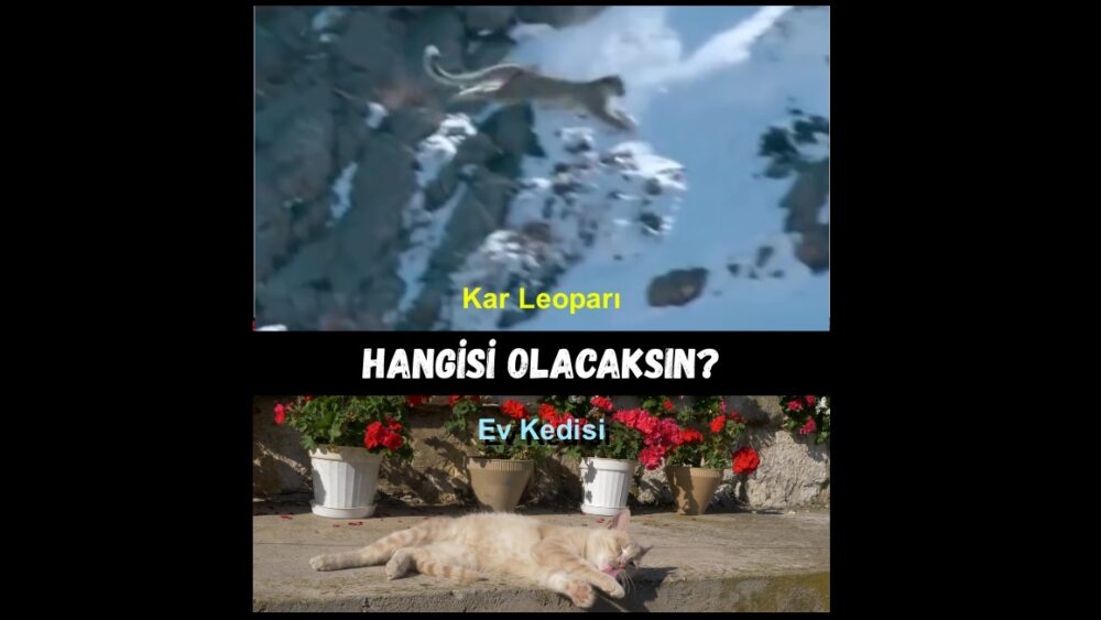 Sen Hangisi Olacaksın? Kar Leoparı, bu müthiş mücadelesiyle aslında hayata dair güçlü bir mesaj veriyor: Hayatta kalmak istiyorsan, ölümü bile göze almalısın. Ve bir şeyi elde etmek istiyorsan, onu canın pahasına istemelisin.